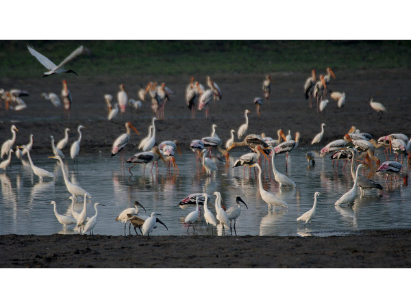 Kolleru Bird Sanctuary in Andhra Pradesh Kolleru Bird Sanctuary in Andhra Pradesh