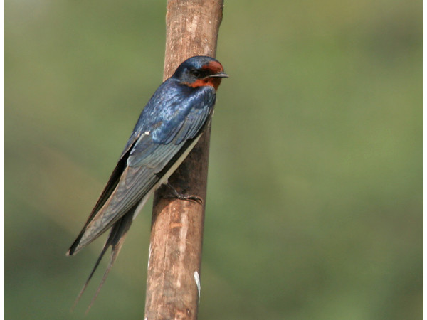 Kolleru Bird Sanctuary in Andhra Pradesh Kolleru Bird Sanctuary in Andhra Pradesh