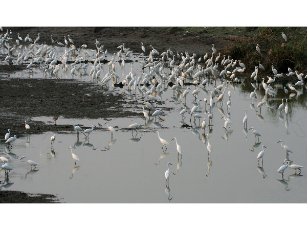 Kolleru Bird Sanctuary in Andhra Pradesh Kolleru Bird Sanctuary in Andhra Pradesh