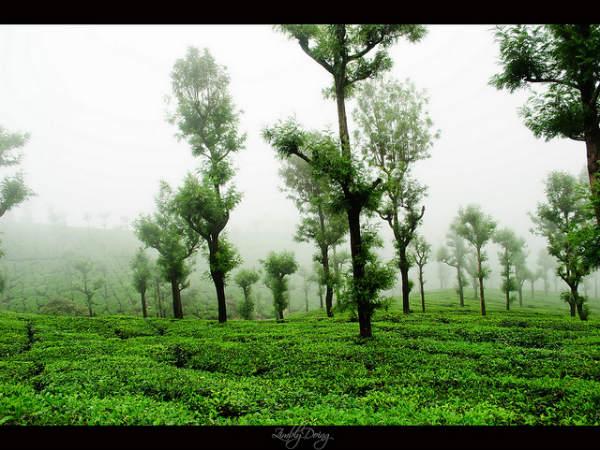 వాల్పరాయ్
