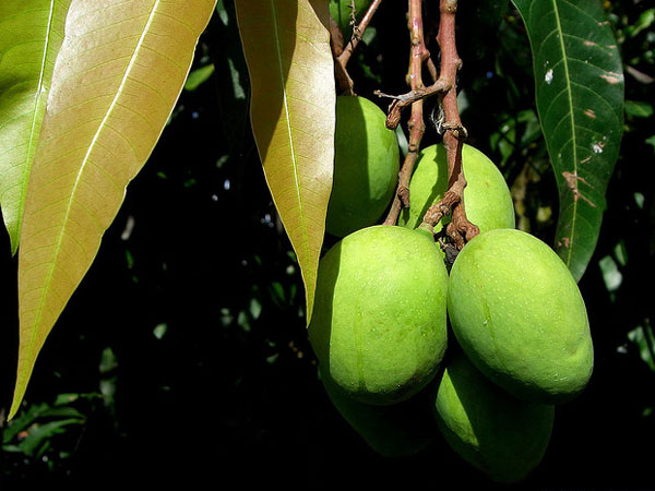 ఆంధ్ర ప్రదేశ్ - పండ్లలో రా రాజు మామిడి పండు