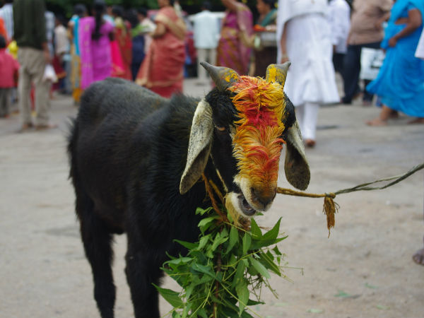 అలంకరణాలతో మేకపోతు
