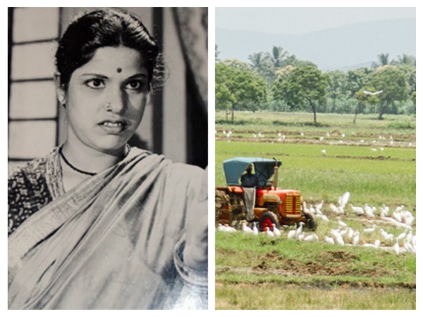 సూర్యకాంతం