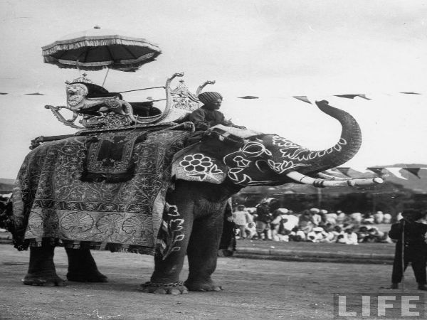 ఏనుగు