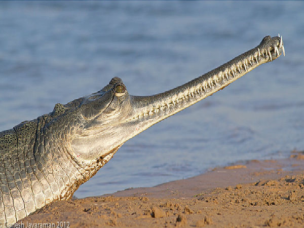 చంబల్ సఫారీ