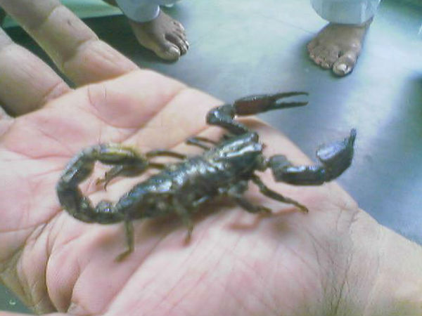 అమ్రోహ