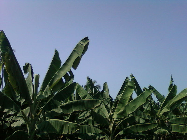 వసతి