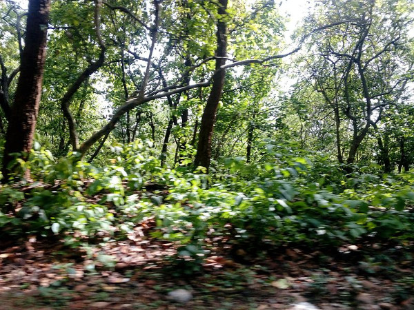 వృక్ష సంపద