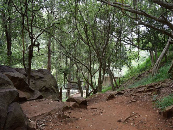 11. పొలి