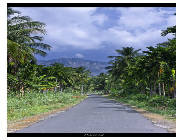 16. తోటలు