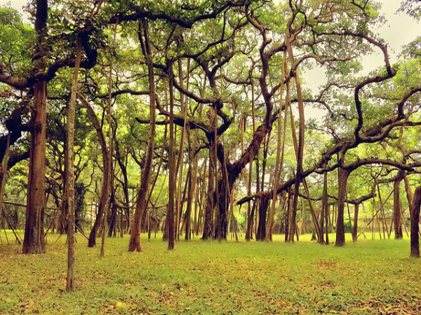 3. 660 సంవత్సరాల నిండిన మర్రి వృక్షం