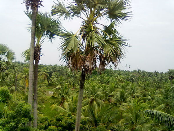 8.అమలాపురం