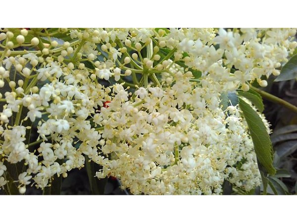 15. కురింజి ఆండవర్ ఆలయం: