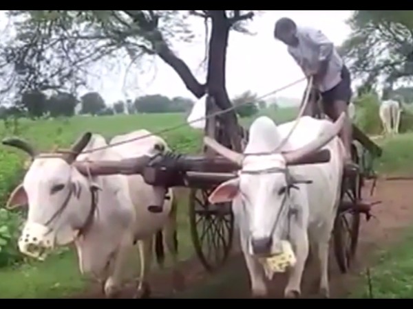 ఎడ్లు లేకుండానే బండ్లు