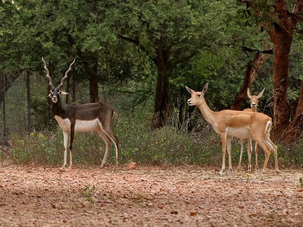 వనస్థలిపురం జింకల పార్క్