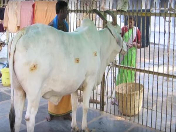 17. శ్రీవారి లీల