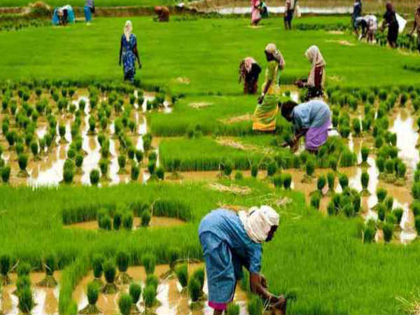 12. ఈ ఉత్సవాన్ని దేశంలోని కొద్ది ప్రాంతాలలో మాత్రమే