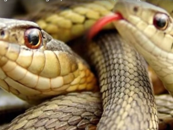 పాములు