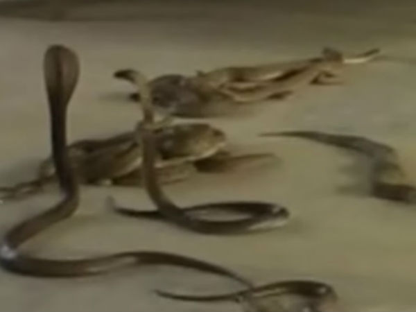పాములు