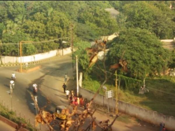 విశేష పూజలు
