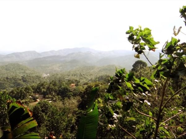 వన మూలికలు