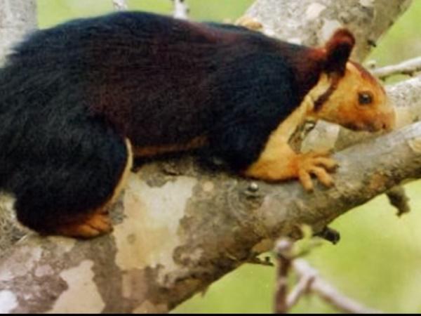 ఉడుతలు