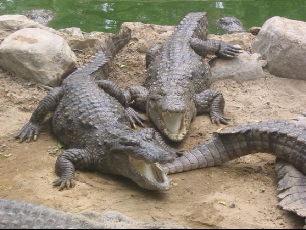 క్రొకోడైల్ బ్యాంకు
