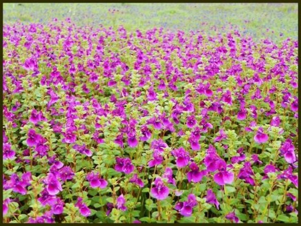 సతారా - దేవాలయాలు, కోటలు