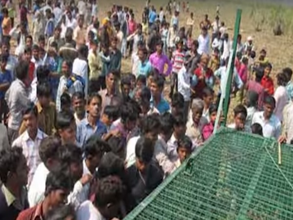 పులుల సంచారం