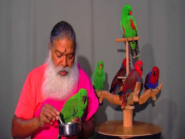చిలుకల వనం చూసొద్దామా! రండి రండి!
