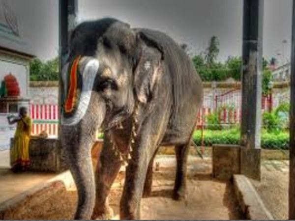 నాగమణి ఎలా తయారవుతుందంటే
