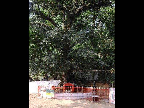 సరపణ వృక్షం