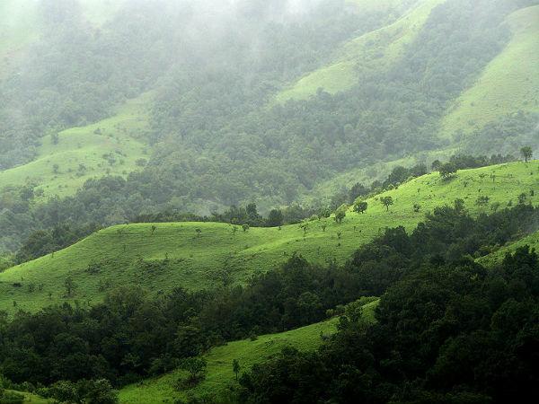 ది షోలా గ్రాస్ లాండ్స్ , నీలగిరి
