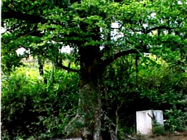 చైన్ ట్రీ , వయనాడ్