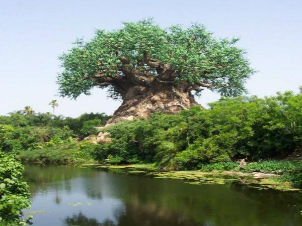 మిస్టరీల చెట్టు దృశ్యాలలో ..!