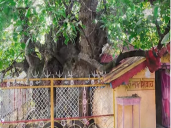 ఆ చెట్టుకి ఉన్న గొప్పదనం తెలిస్తే ఆశ్చర్యపోతారు?
