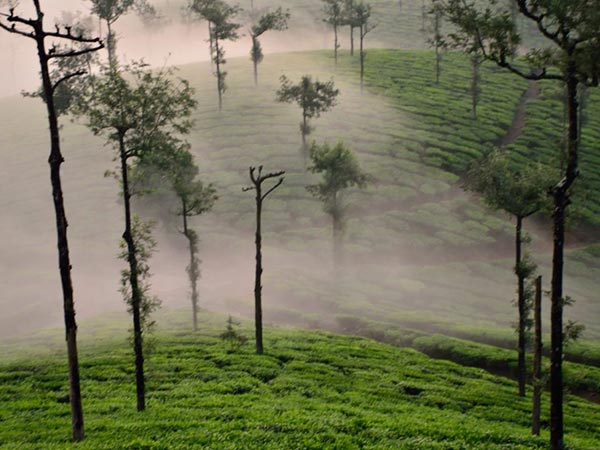 3. వల్పరాయ్