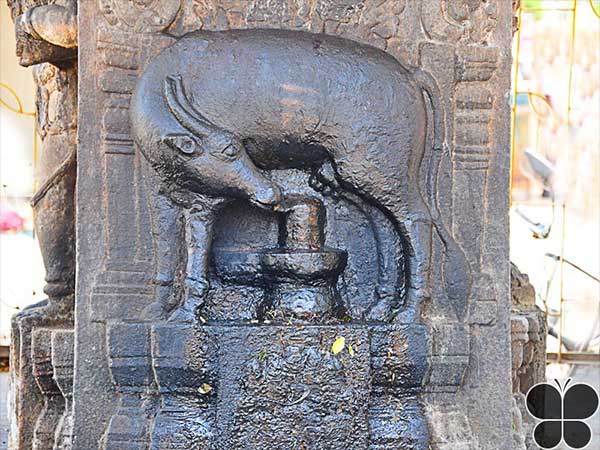 4. గోవు కదలక పోవడంతో