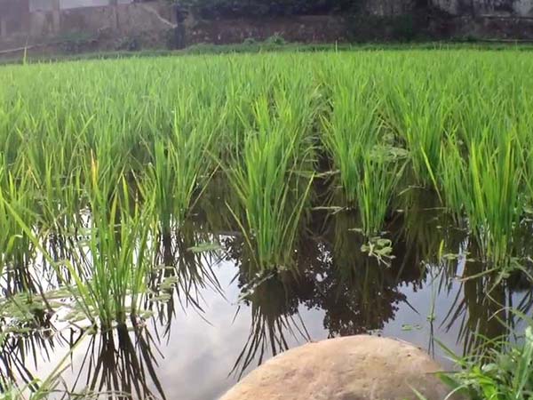14. ప్రపంచానికి మార్గదర్శం...