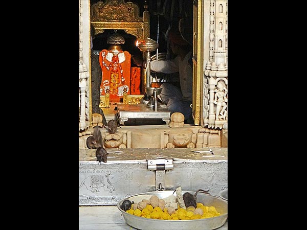 15. కర్ణి మాతా ఆలయం
