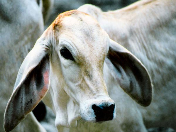 4. తలతో అవునని