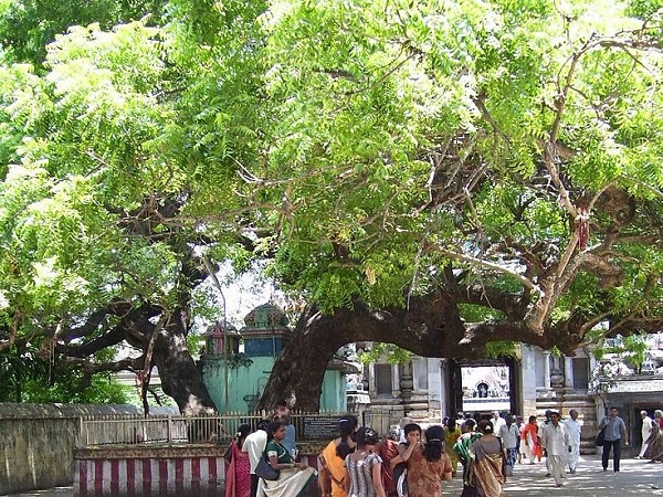 11. సురపద్మం అనే రాక్షసుడిని