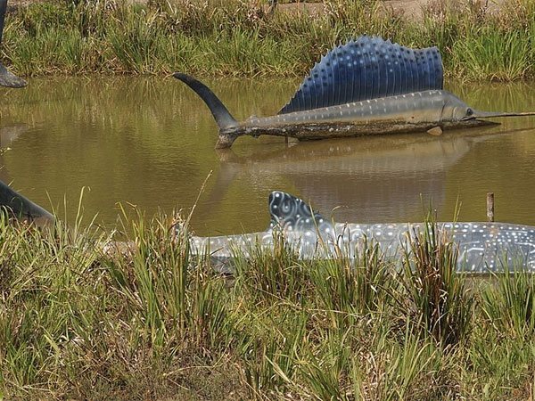 https://commons.wikimedia.org/wiki/File:Coringa_reserve_forest_park_mangrove_forest_04.jpg