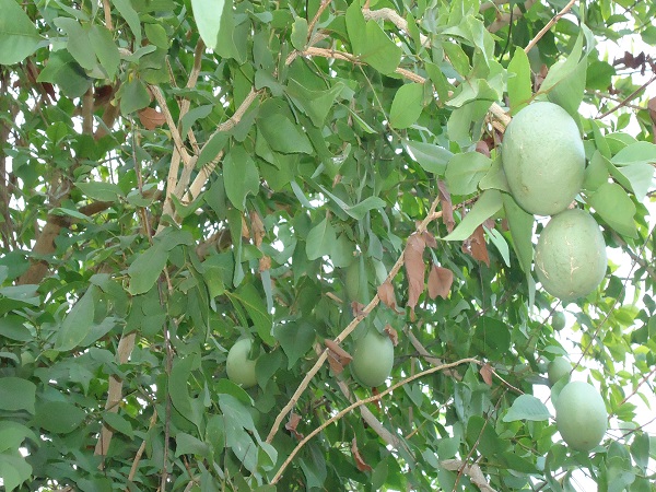 బిల్వ పత్రాలతో