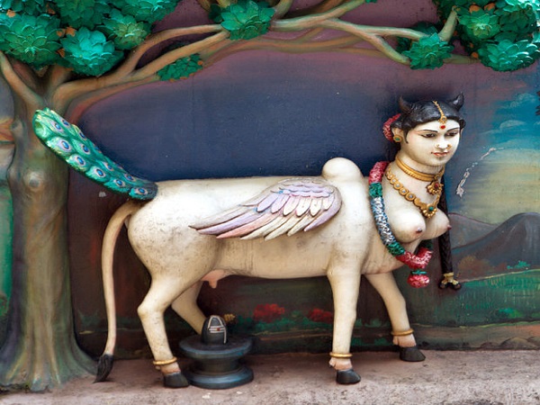 కామధేనువు కావాలి