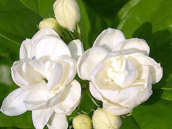 వెల్లురుక్కవనంలో