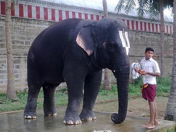 బాల గోపాలుడిని చూస్తున్నట్లుగానే