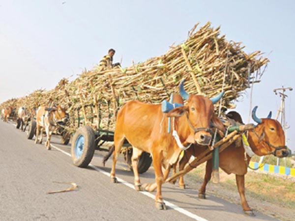 చెరుకు రైతు