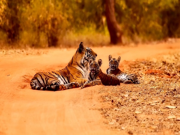 ఏటూరు నాగారాం