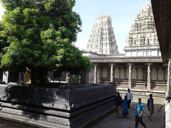 3500 ఏళ్లనాటి చెట్టు